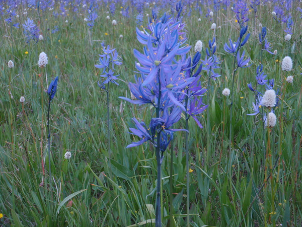 Close-ups of Blue Camas.